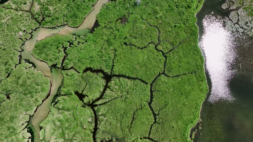 Wetland waterways and meandering stream channels flow across lush green marshland bordered by evergreen forest in Stanley Idaho