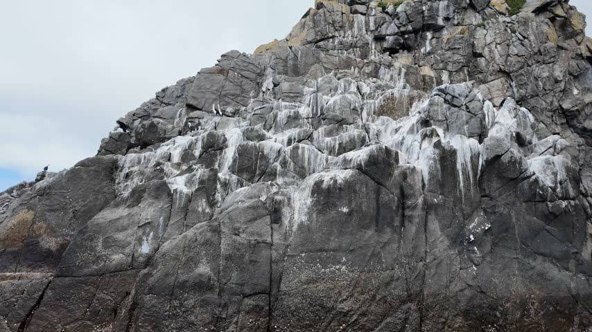 Seabirds resting on lichen covered rock islet off the Tasmanian coast.