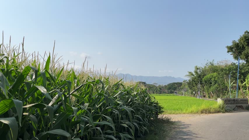 beautiful green expanse with green corn fields