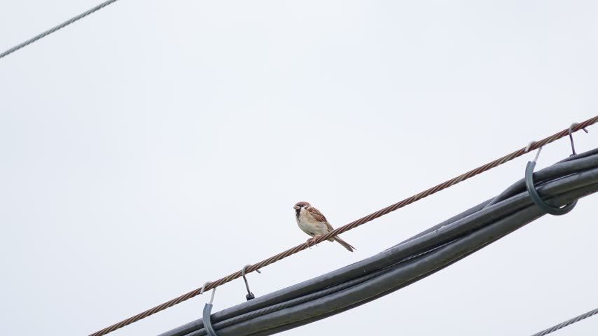 Sparrow Perched on a Power Line Against a White Sky in Urban Japan