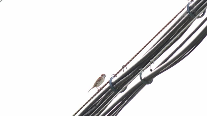 Sparrow Perched on a Power Line Against a White Sky in Urban Japan