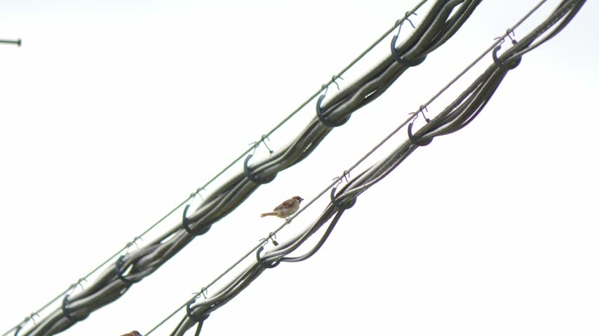 Sparrow Perched on a Power Line Against a White Sky in Urban Japan