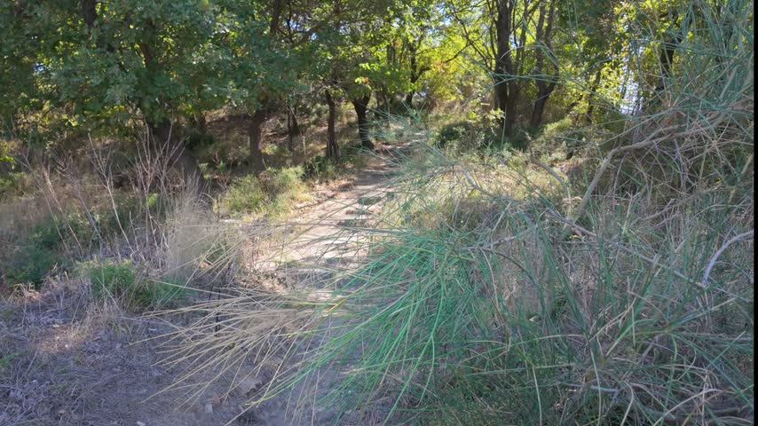 Climbing the steps up a hill with olive trees