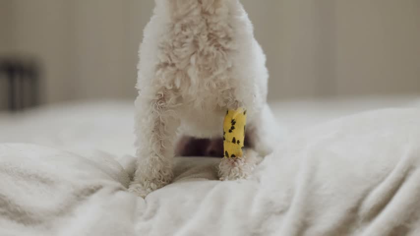 A dog is on a soft bed with a bandage on its leg. The dog appears comfortable and relaxed while lying down. The setting looks bright and cozy.