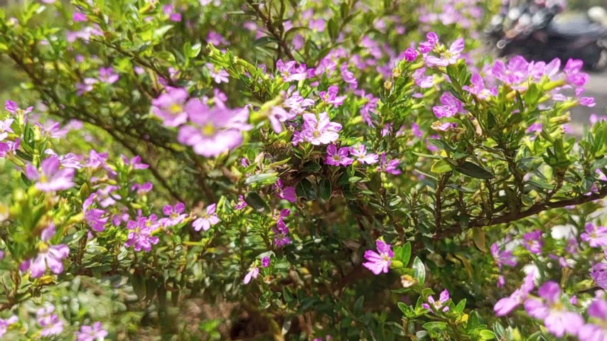 Beautiful and cute purple flowers in the garden 