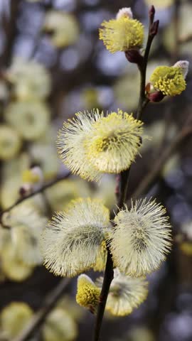 Delicate yellow pussy willow flowers, also known as catkins, blooming on a branch in early spring