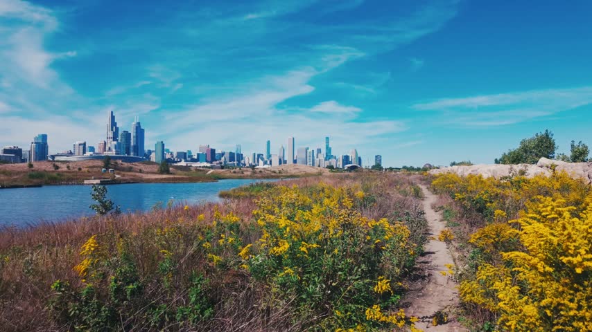 A hiking path on Northerly Island in Chicago with Yellow flowers, water, and a skyline of buildings and skyscrapers.