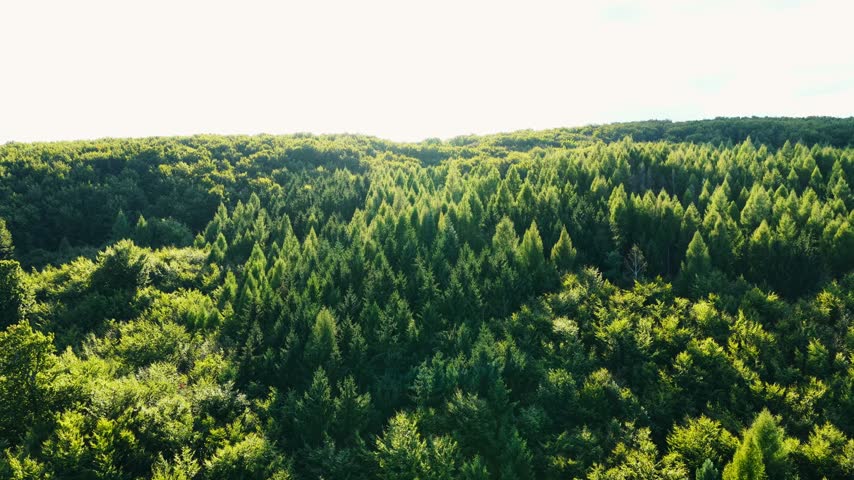 Drone view over sunlit green treetops with varied foliage and dense woodland stretching across gently rolling terrain