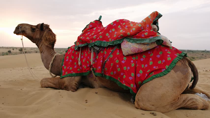 Camel with a traditional saddle on a sand dune in the thar desert in rajasthan india.