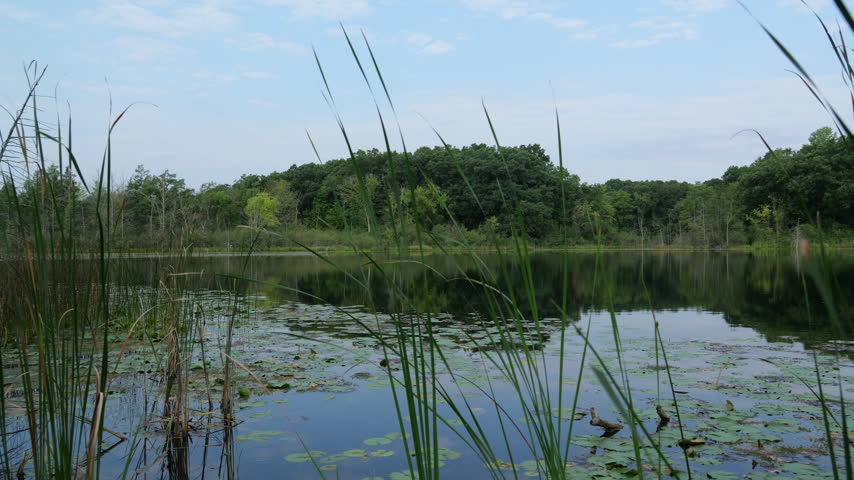 Tall Grass and Lily Pads on Lake Water in Serene Pristine American Landscape