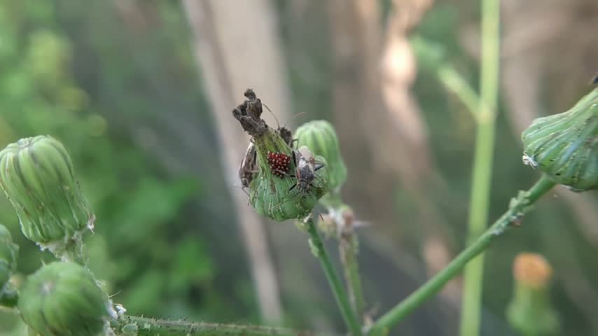 Brown true bug insects crawling and laying small red eggs on a green flower bud outdoors