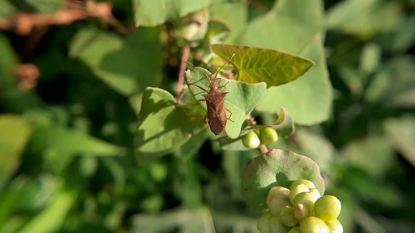 Brown leaf-footed bug resting on green leaf in the garden