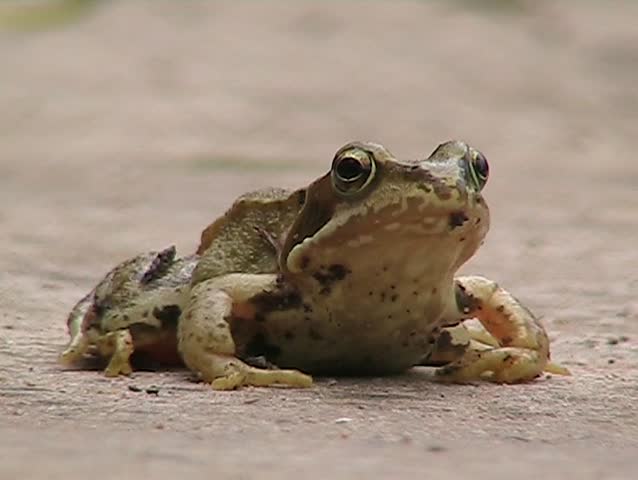 Young Frog