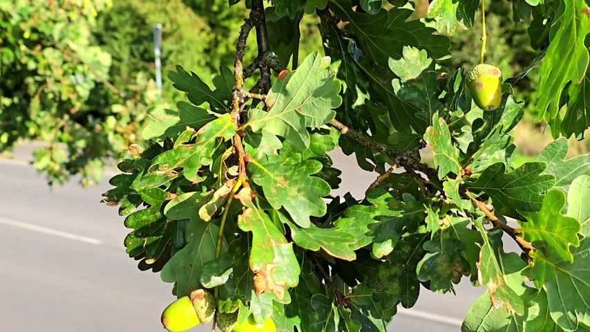 Close-up shot of green acorns and fresh oak leaves on tree branches swaying gently with a blurred asphalt road in the background.