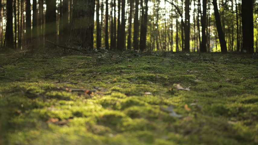 Light shines through trees onto soft green moss covering the ground in a forest setting during the day