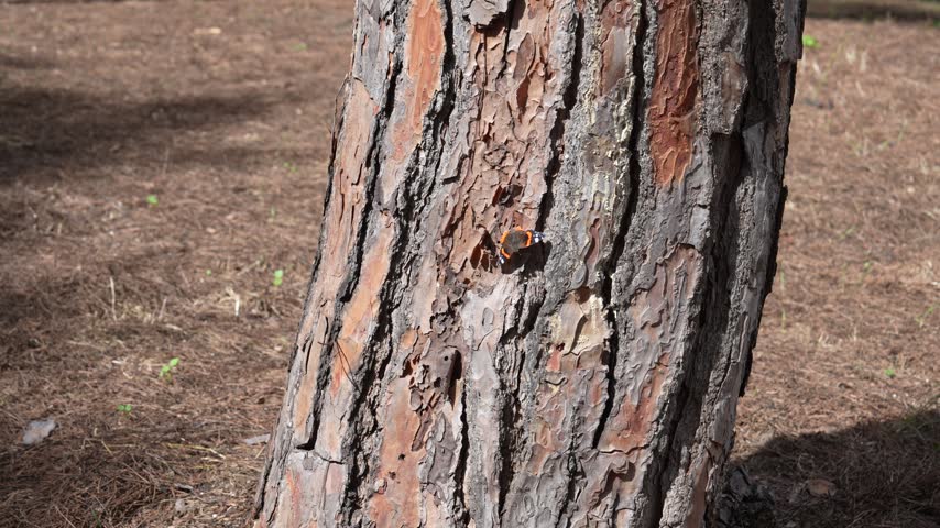 Red admiral butterfly (Vanessa atalanta) resting on the rough textured bark of a pine tree in natural sunlight. Beautiful black wings with bright orange-red bands and white spots stand out against the brown tree trunk in a peaceful woodland environment.