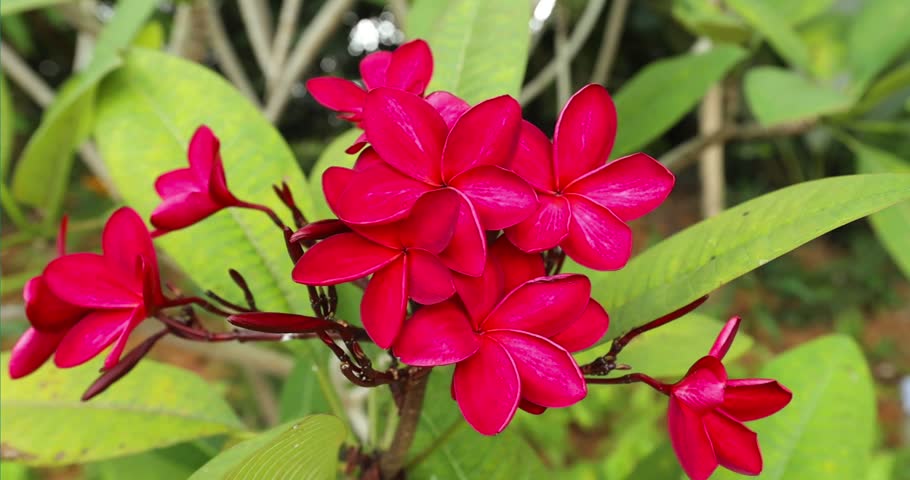 A cluster of vibrant red Plumeria (Frangipani) flowers in full bloom, framed by large, glossy green leaves	