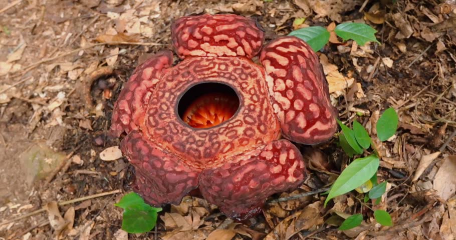 Top view of Rafflesia flower blooming top view in Borneo Jungle, Malaysia