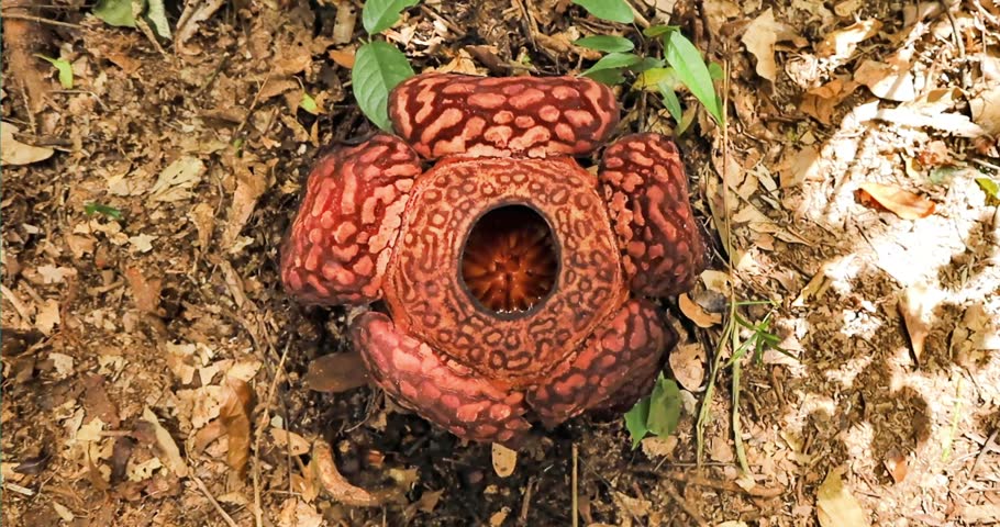 Top view of Rafflesia flower blooming top view in Borneo Jungle, Malaysia