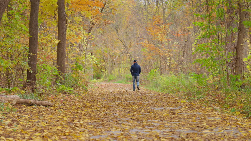 A hiker walks away along a quiet woodland path blanketed in yellow autumn leaves. Tall trees with golden canopies line the scenic trail in rural Ontario.