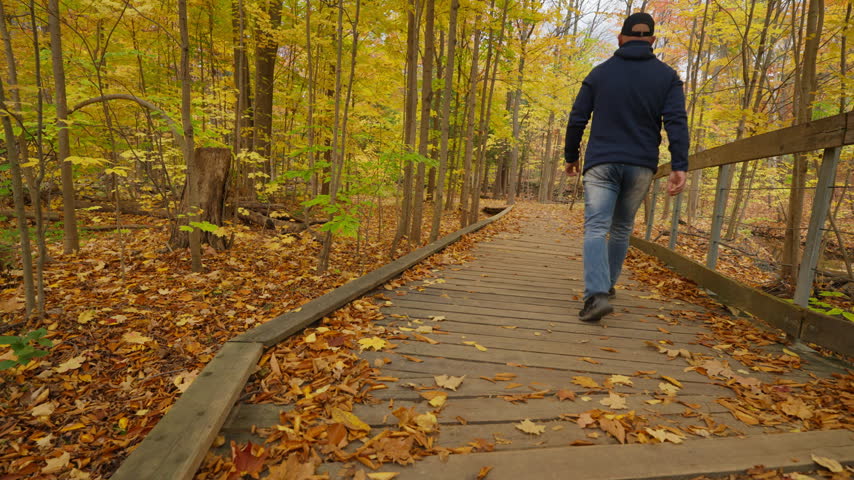 A person strolls down a raised wooden boardwalk pathway through vibrant yellow woods. Fallen autumn leaves scatter across the planks and surrounding forest floor.