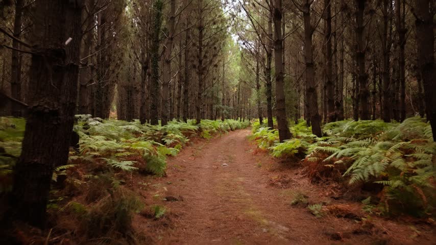 A path through a pine forest surrounded by ferns and trees.