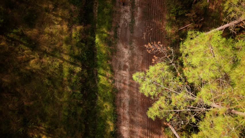 Man walks on a path in a Landes pine forest in France, aerial top view