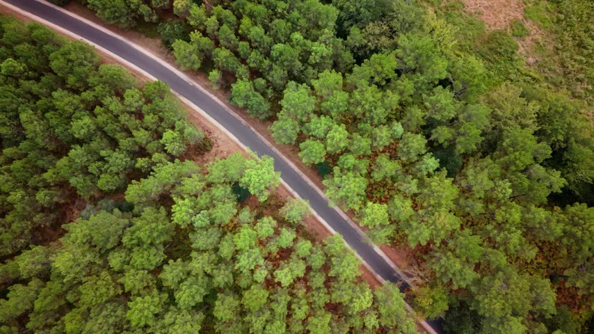 Aerial view of winding road through the pine forest in Landes