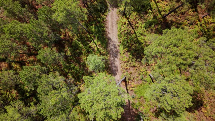 Aerial top view of a forest path surrounded by tall pine trees