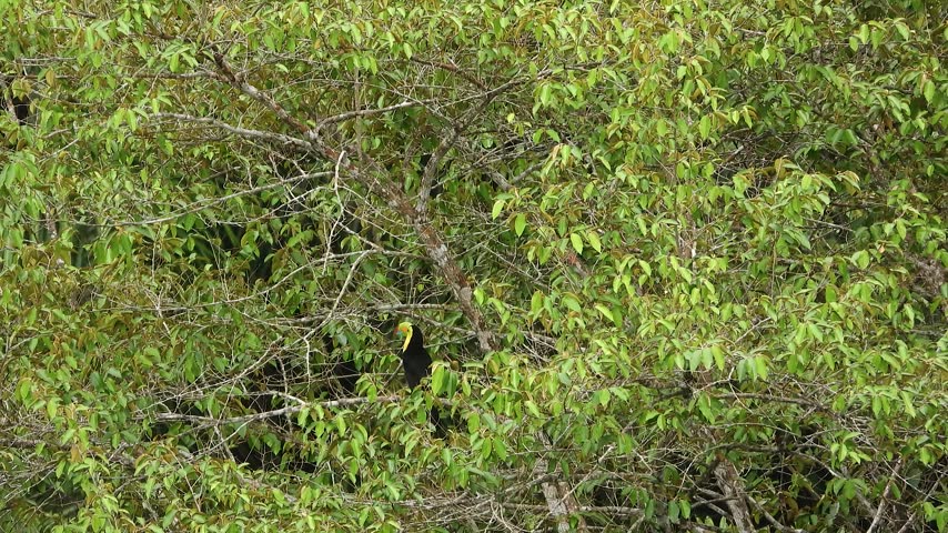 A Keel-billed Toucan perches in dense green foliage in Gamboa, Panama, its multicolored green, orange, and red bill and black body with bright yellow throat clearly visible.