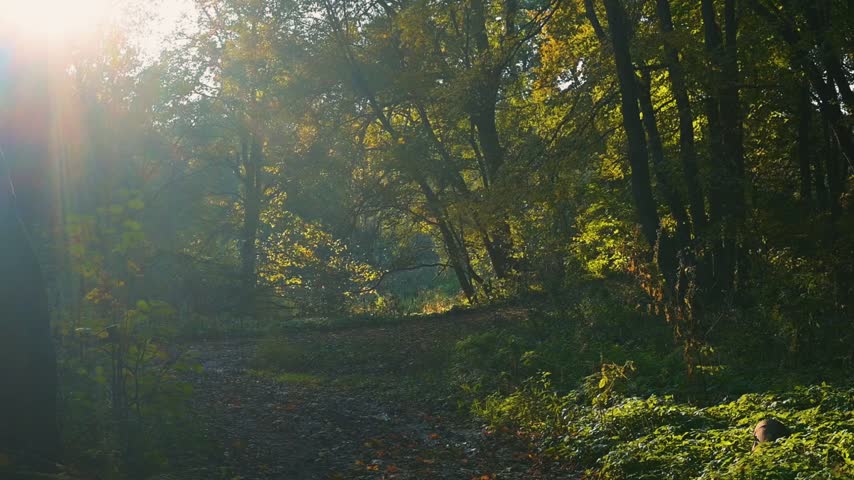 Sunlight shines through the trees in a forest, illuminating a dirt path surrounded by greenery. The scene captures a tranquil natural setting, showcasing the play of light and shadow among the leaves.