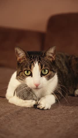 A tabby and white cat plays with a toy mouse on a brown sofa. Indoor play illustrates pet enrichment, natural hunting instincts and everyday care. High quality 4k footage