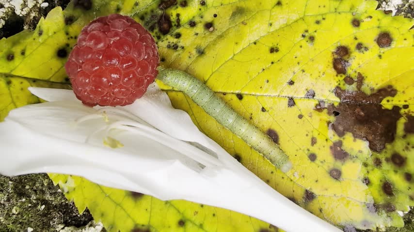 Green caterpillar crawling on a yellow autumn leaf, macro shot