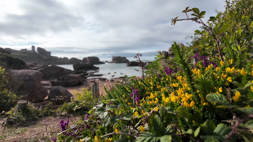 Purple and yellow coastal flowers fill the foreground above a rocky shoreline and calm sea, creating a colorful natural landscape in slow motion