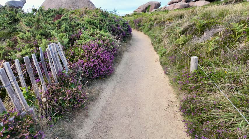 A narrow sandy trail winds through purple heather, grasses and low coastal vegetation with rounded rocks visible along the route in slow motion