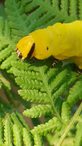 Yellow form of Greater death