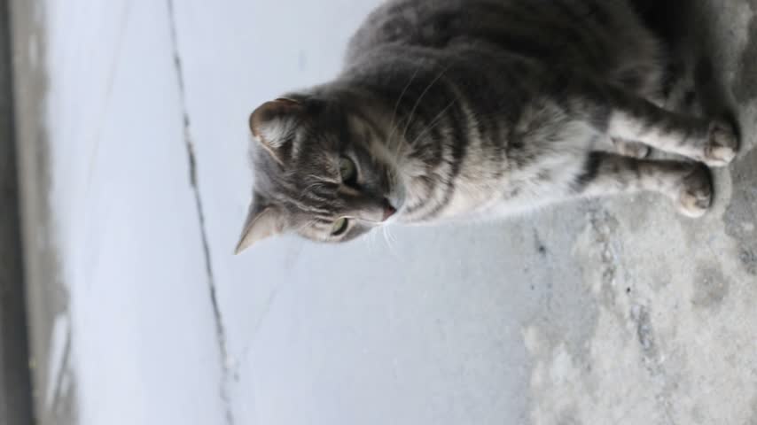Close-up: a beautiful grey cat sits on the asphalt and gazes into the distance