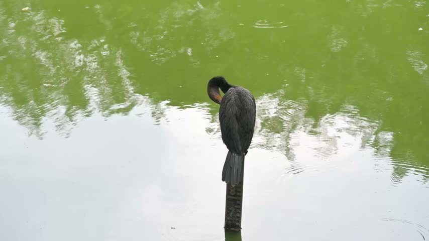 A dark waterbird perches on a narrow post above green pond water and reflected foliage.