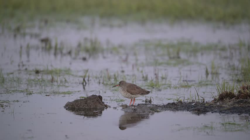 
Redshank standing in a wet meadow and watch, lower saxony, dümmer lake, spring, (tringa totanus), germany,
