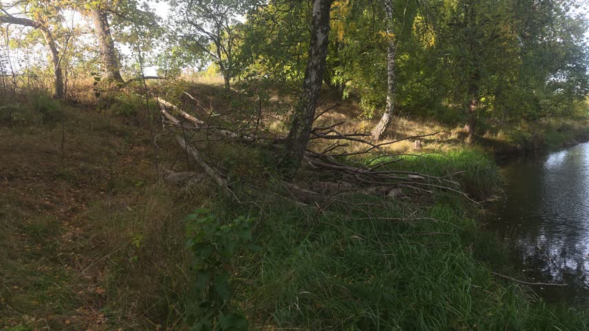 Tilting up shot revealing fallen tree branches and tall deciduous trees on a steep riverbank under bright sunlight