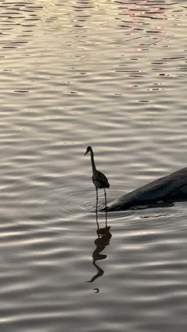 Vertical view of a cocoi heron watching the water beside a sunken boat hull in Dique 2, Puerto Madero, Buenos Aires.