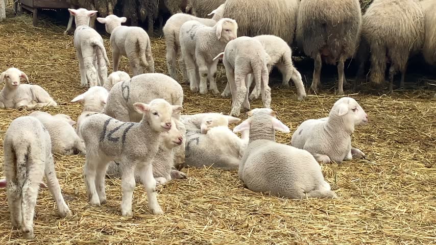 Adorable group of young lambs and ewes inside a farm barn with straw bed floor