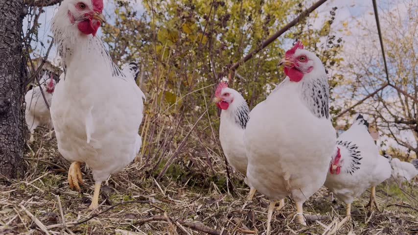 A group of speckled white chickens peck at the ground outdoors on a natural farm landscape