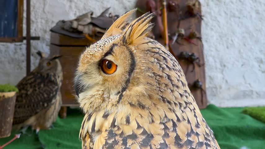 Close-up portrait of Eurasian eagle-owl (Bubo bubo) with bright orange eyes at falconry exhibition, predatory nocturnal bird.