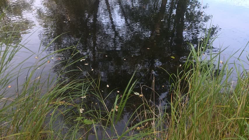 Overhead perspective of floating autumn leaves and tree branch reflections on dark rippling river water framed by shoreline tall grass 