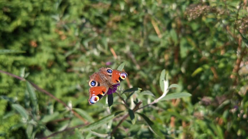 A brightly colored butterfly is perched on a bush in the park.