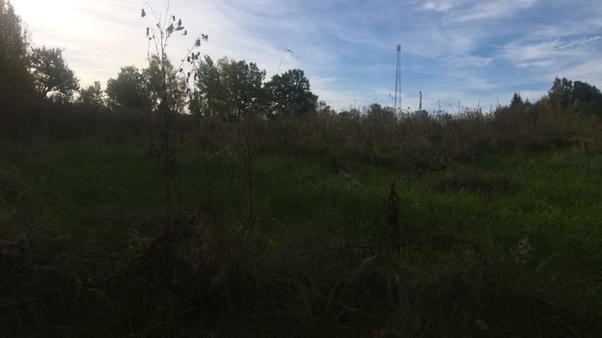Low-angle ground level view of an overgrown rural meadow surrounded by withered autumn brush and distant trees under an open blue sky 