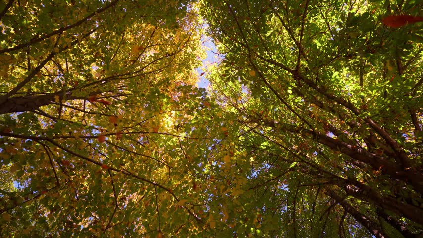 Upward view of falling autumn leaves beneath trees in a forest during fall
