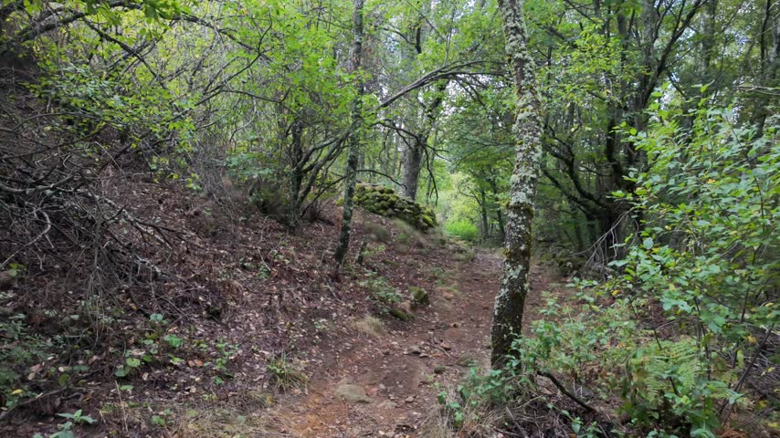 Woodland path passing between trees and an old moss covered stone wall in a natural forest landscape.