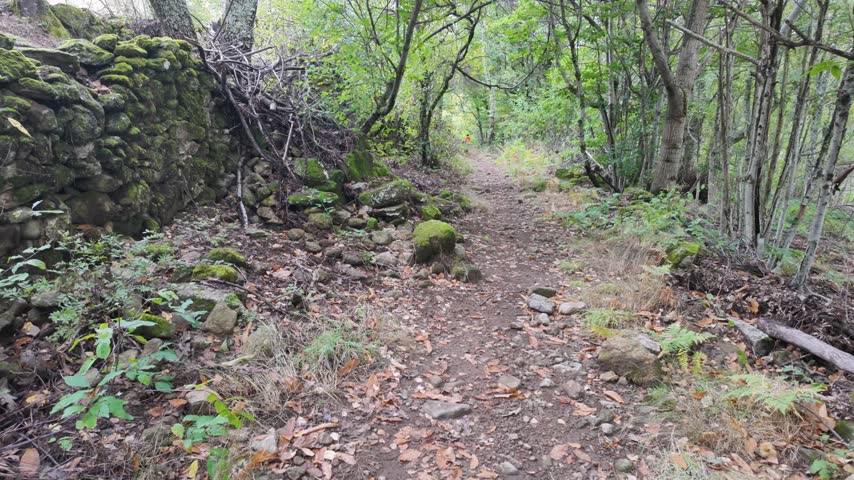 Scenic forest trail winding through woodland beside moss covered stones, trees and fallen leaves.